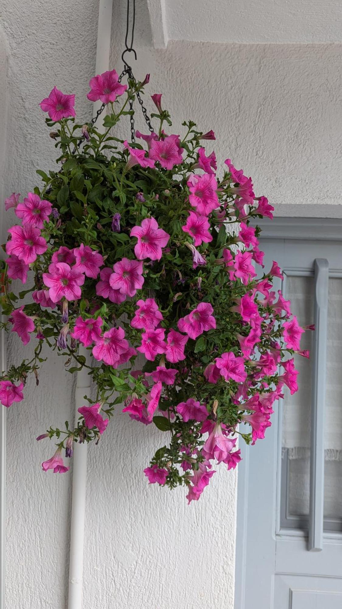 The Botanist Guesthouse Skopelos Exterior foto