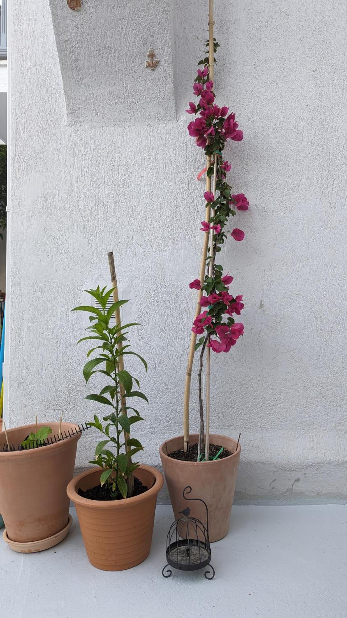 The Botanist Guesthouse Skopelos Exterior foto