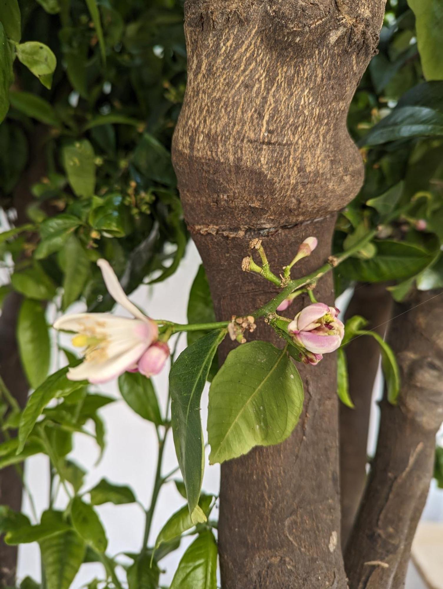 The Botanist Guesthouse Skopelos Exterior foto