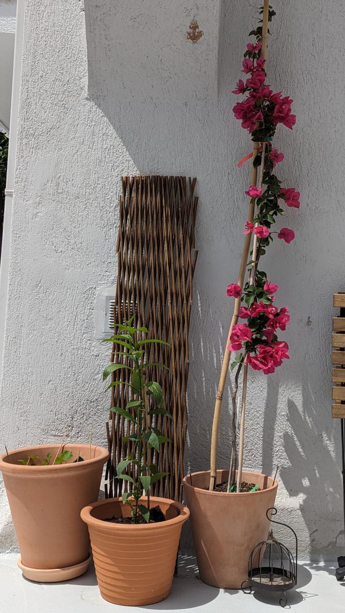 The Botanist Guesthouse Skopelos Exterior foto